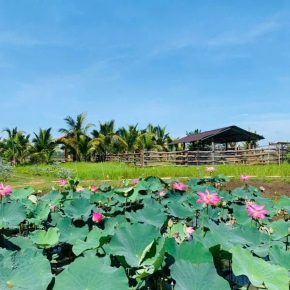 Không gian xanh – sinh thái tại Ruby Garden: Trải nghiệm thiên nhiên thuần khiết giữa Buôn Đôn