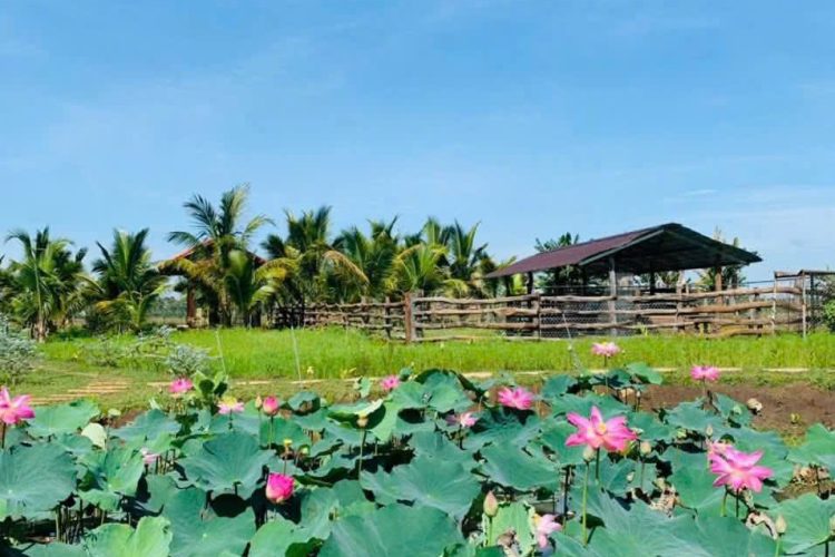 Không gian xanh – sinh thái tại Ruby Garden: Trải nghiệm thiên nhiên thuần khiết giữa Buôn Đôn